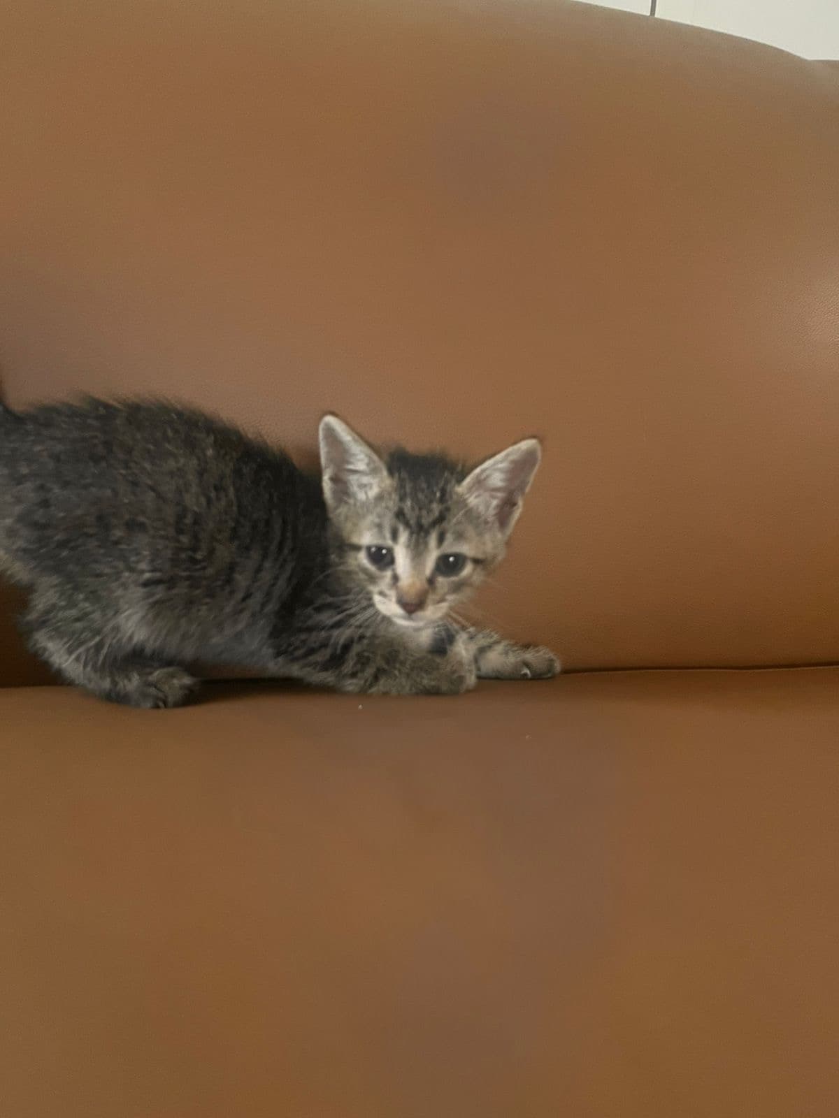 El Corleone, Gato, 1 mês e 10 dias, disponível para adoção