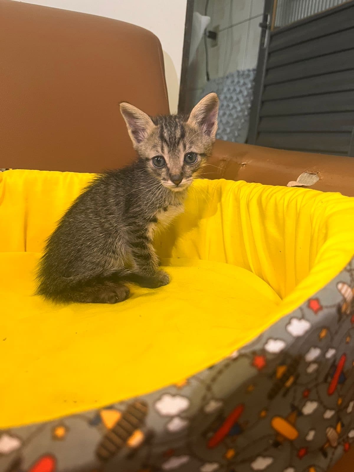 Annabelle, Gato, 1 mês e 10 dias, disponível para adoção