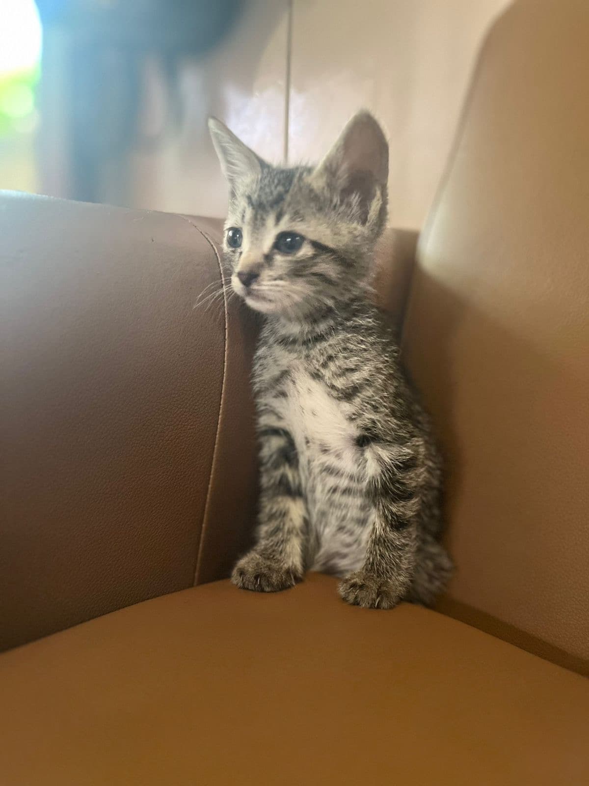 Kate, Gato, 1 mês e 10 dias, disponível para adoção