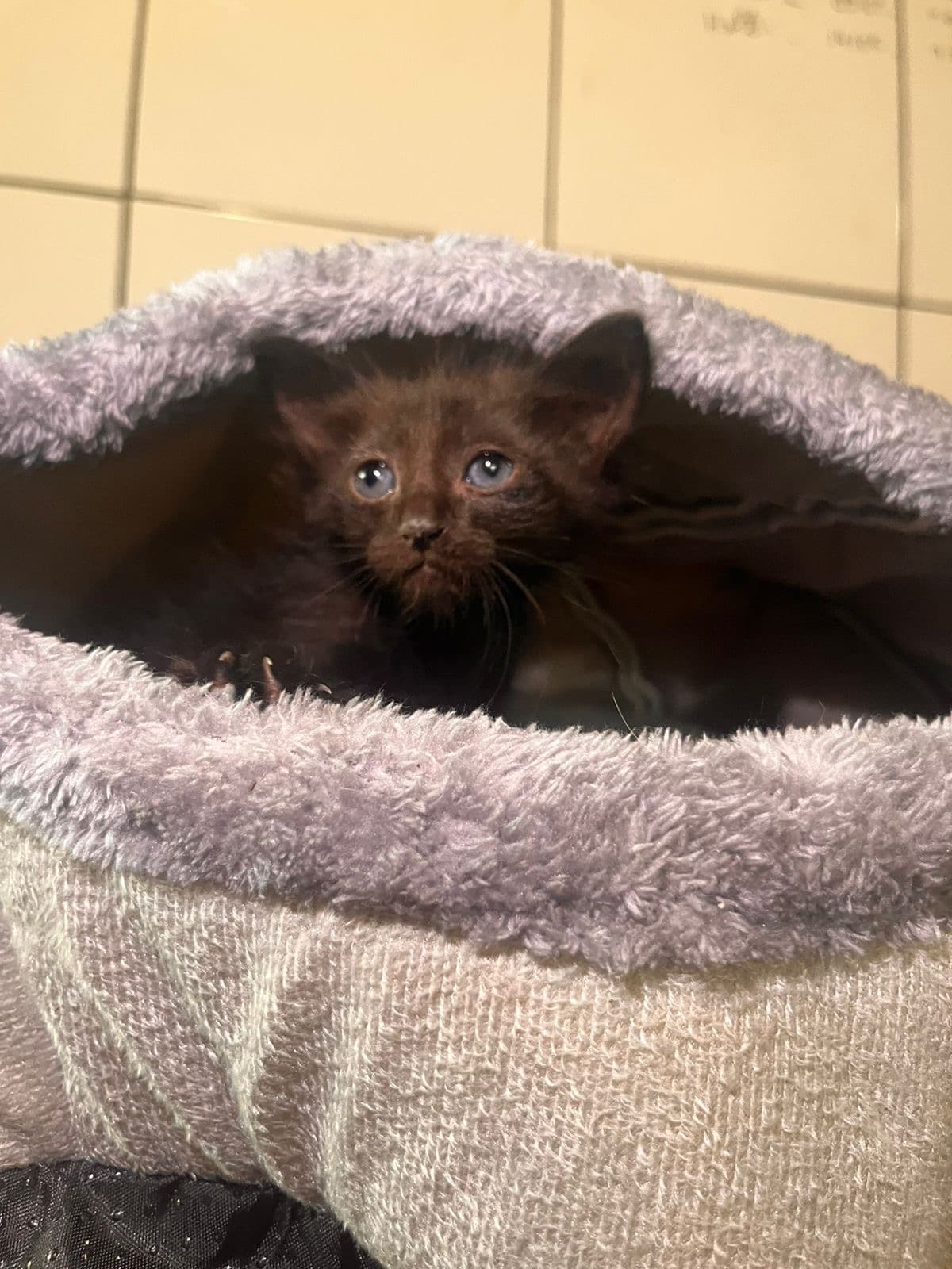 Latrel, Gato, 1 mês e 10 dias, disponível para adoção