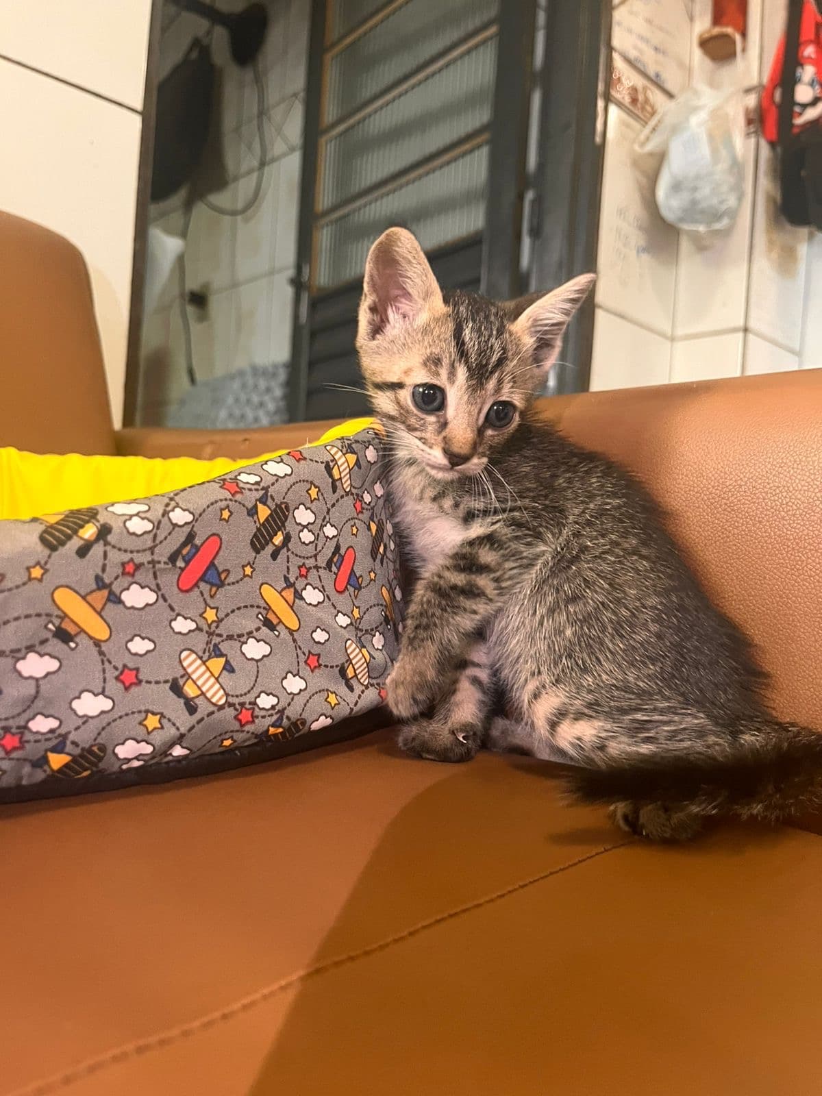 Maurício, Gato, 1 mês e 10 dias, disponível para adoção
