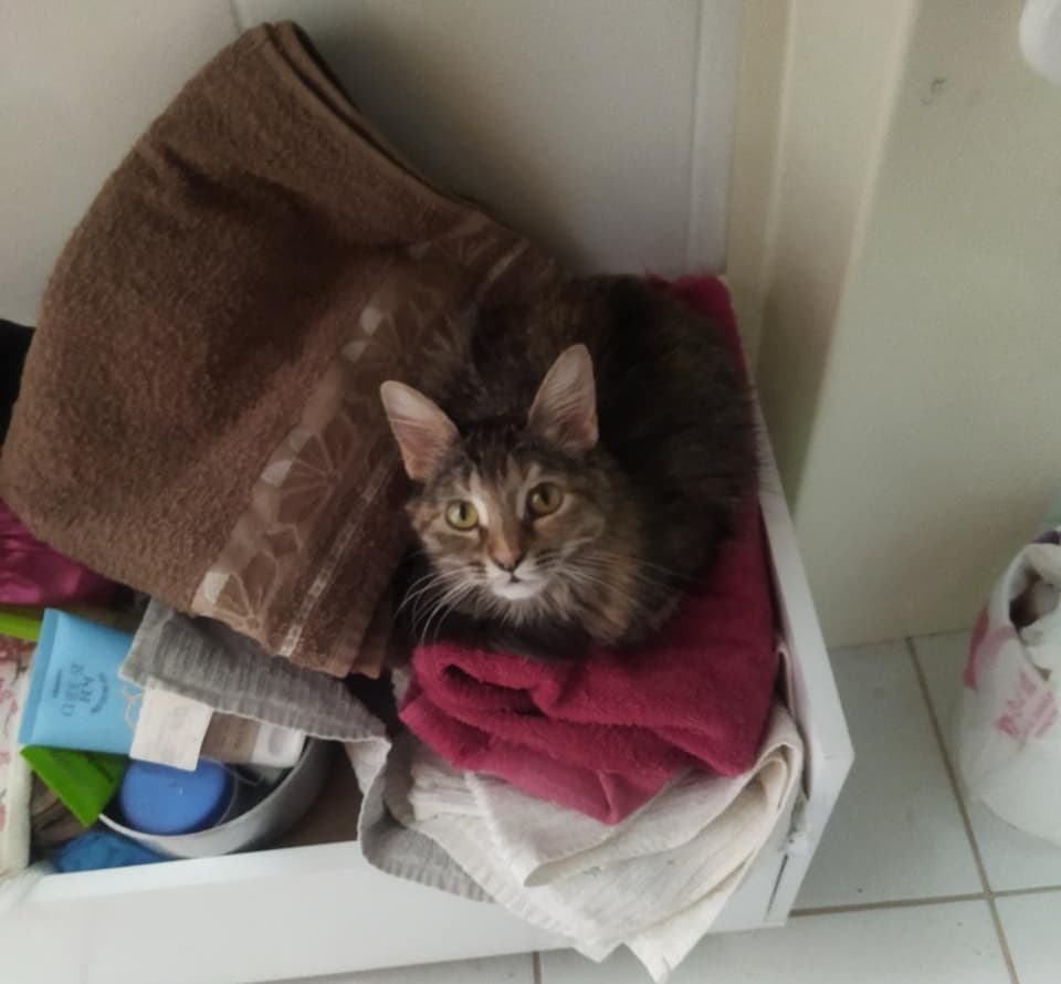 Adoção Responsável de Gatos: a história de Rogéria e o laço que curou a saudade