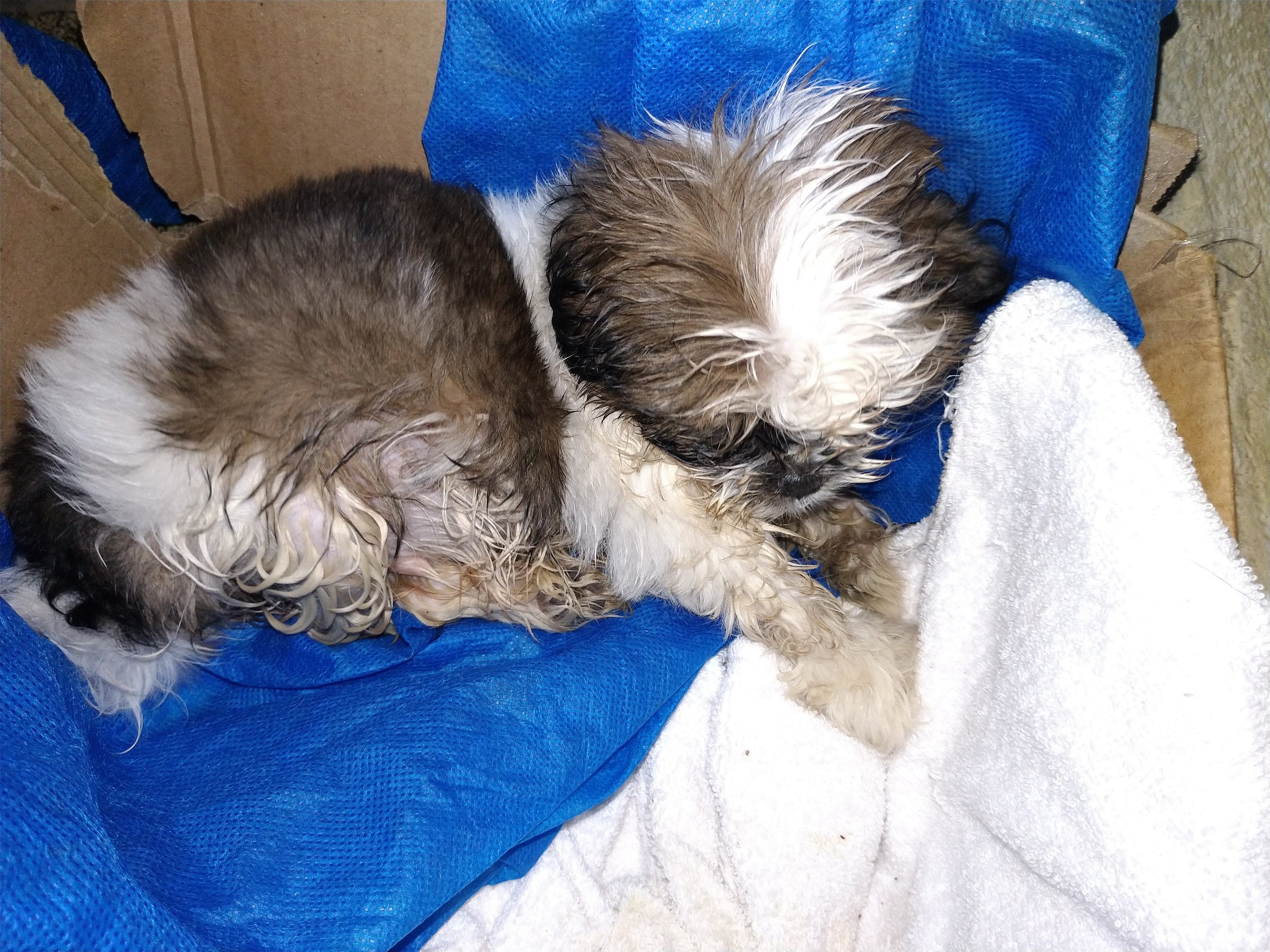 Adoção de cachorro especial: Thor e a jornada de amor da Gabriela