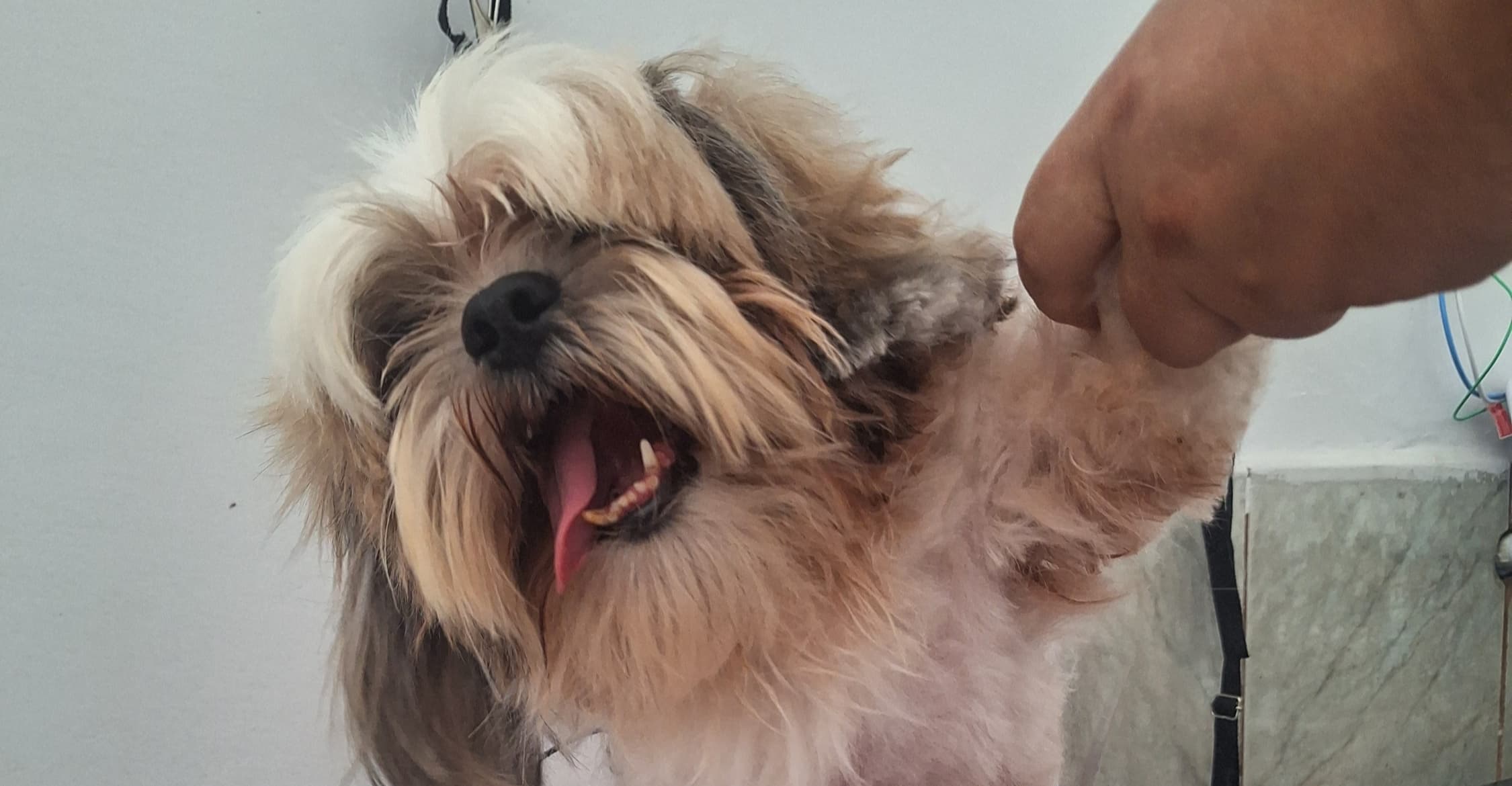 Todos os serviços da Garras e Bigodes: banho, tosa, pet sitter, táxi dog e muito mais!