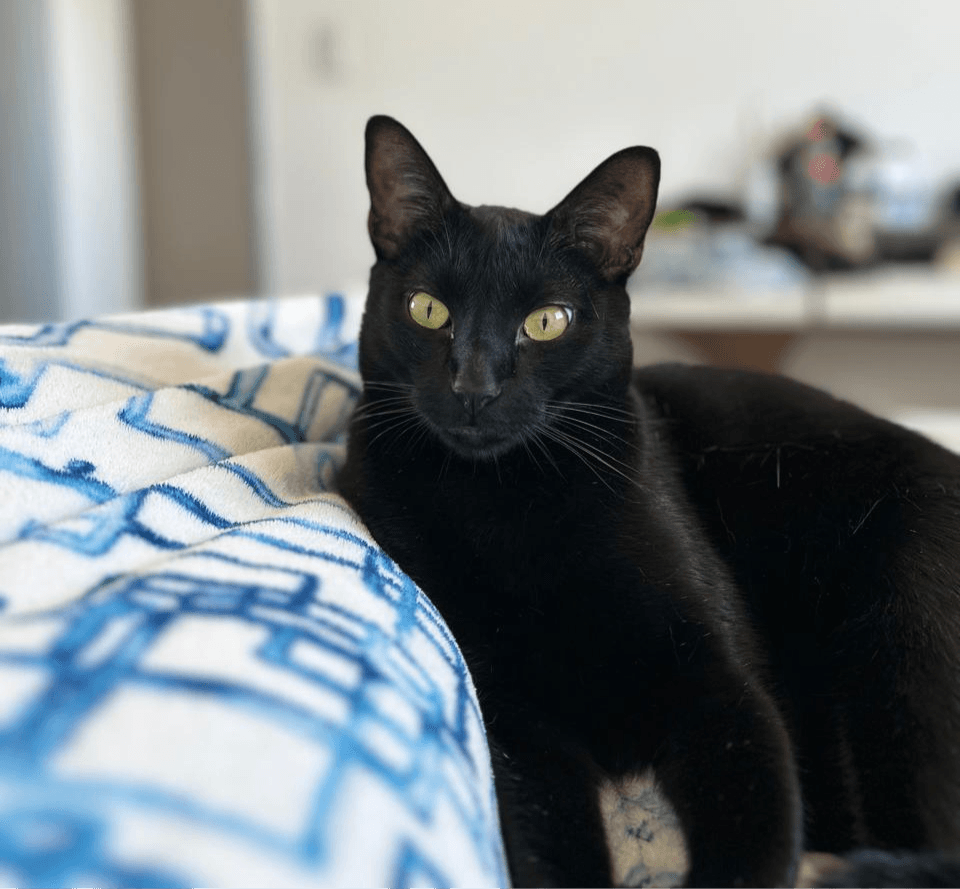 Adoção de Gato Preto: a história do Chico e o poder do acolhimento