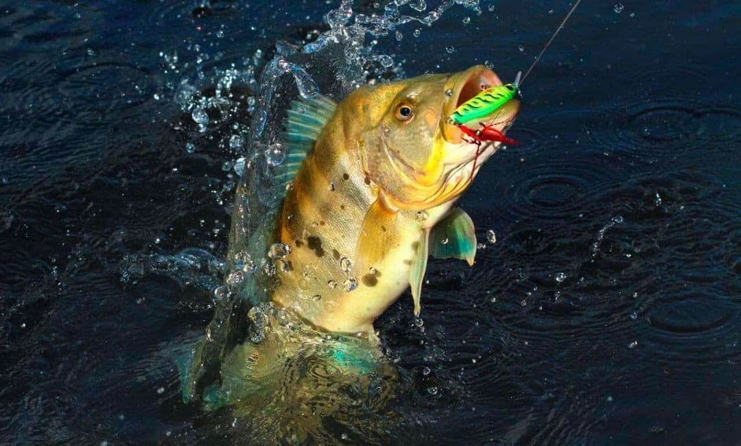 O Tucunaré na Amazônia e o Alerta Sobre Espécies Invasoras - Qual a nossa responsabilidade?