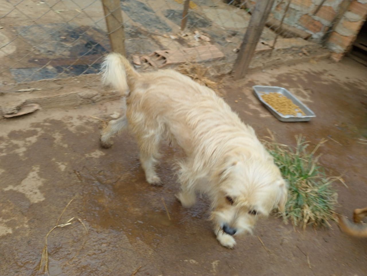 Billy, Cachorro, 3 anos, disponível para adoção