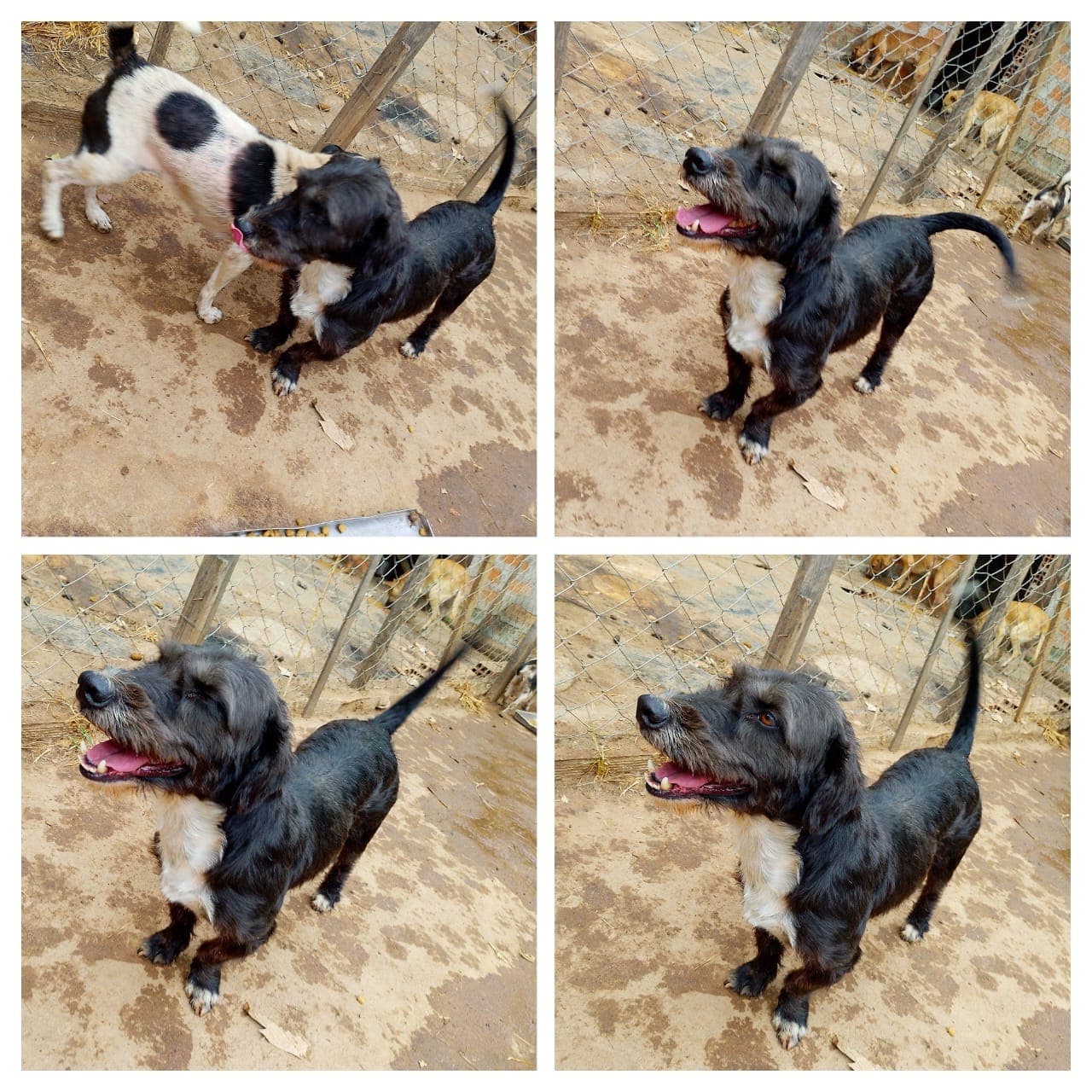 Snoop, Cachorro, 3 anos, disponível para adoção