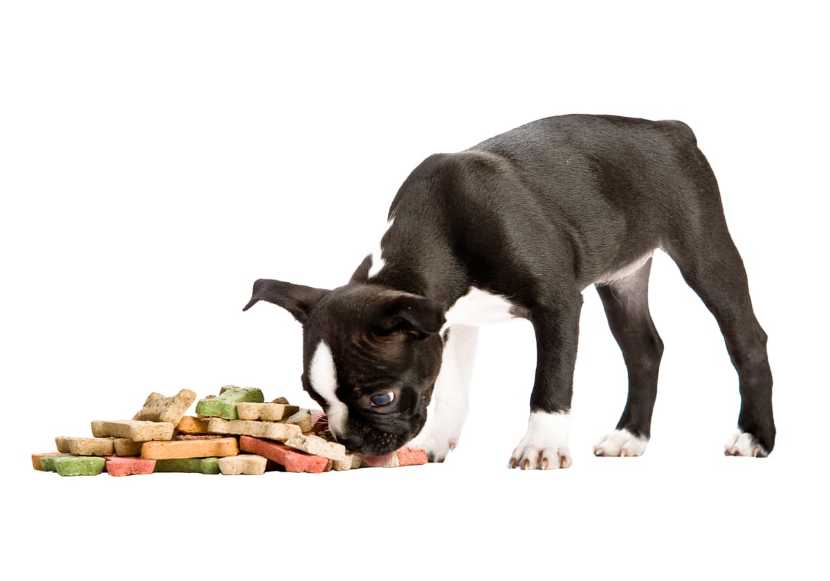 Qual é a melhor ração para cachorro? Entenda os tipos e como escolher a ideal pro seu pet