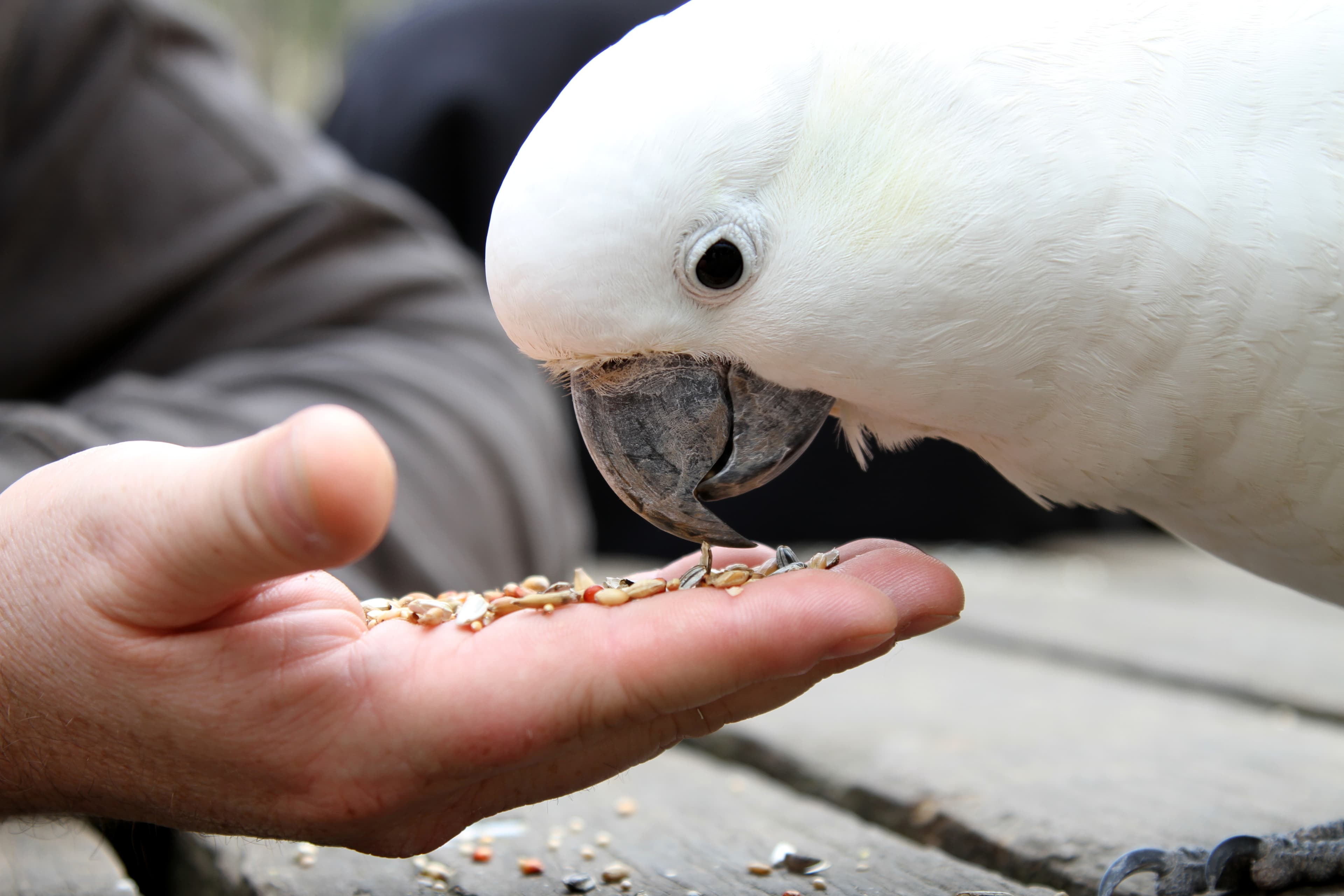 Alimentação para Aves Domésticas: o Que Pode e o Que Evitar no Dia a Dia