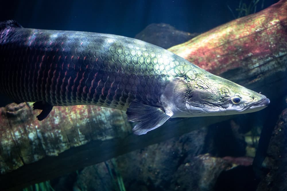 Pirarucu - O Gigante das Águas